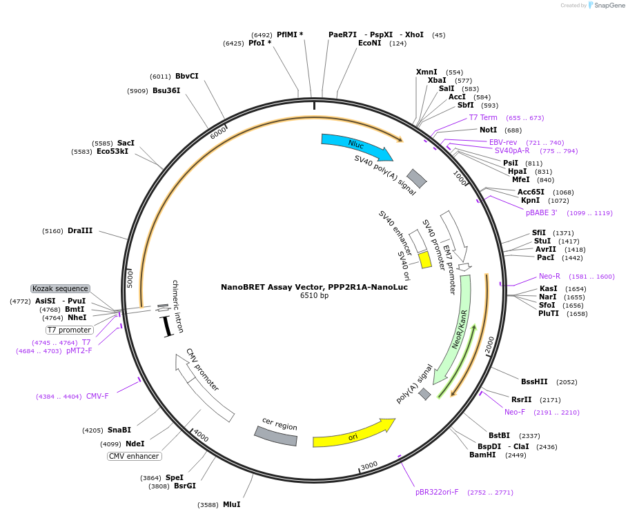 238716-plasmid-map-sequence-id-486825