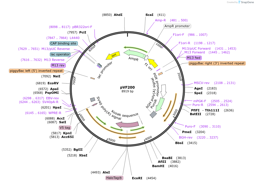240182-plasmid-map-sequence-id-486839