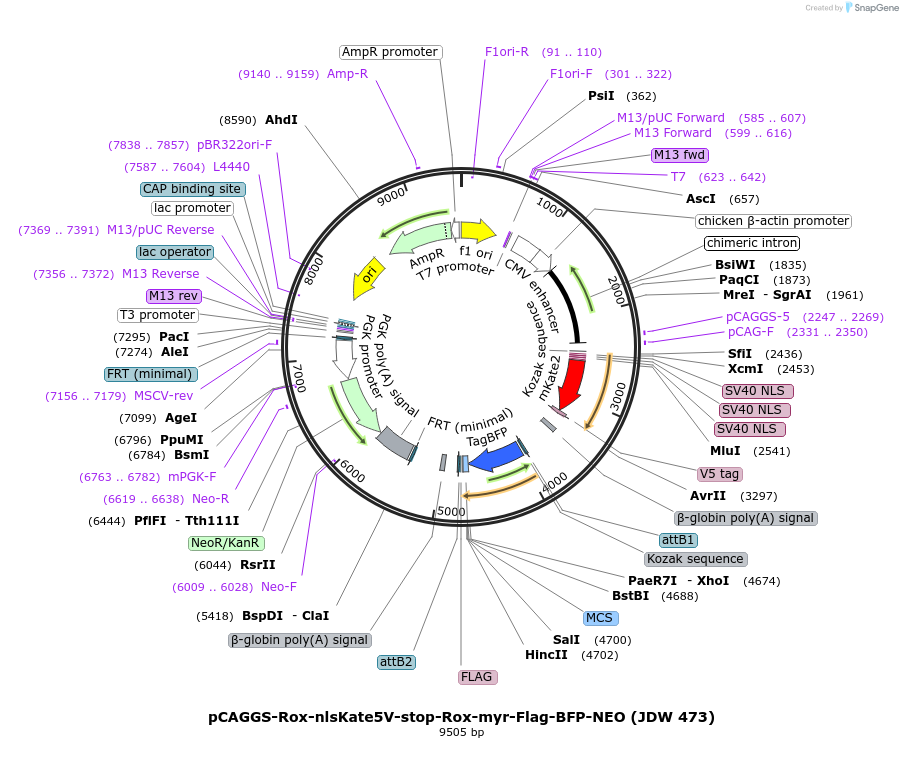242587-plasmid-map-sequence-id-486869