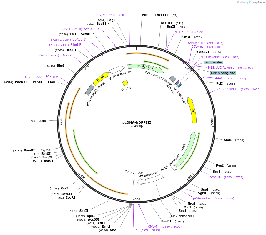 233510-plasmid-map-sequence-id-486872