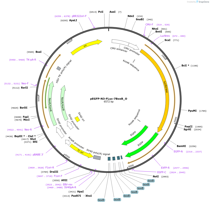 147080-plasmid-map-sequence-id-486896