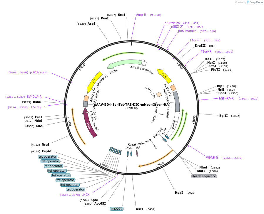 242786-plasmid-map-sequence-id-486974