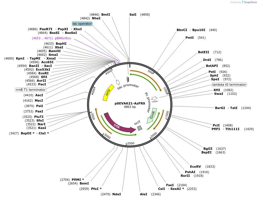 242002-plasmid-map-sequence-id-486977