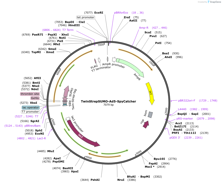 243751-plasmid-map-sequence-id-486994