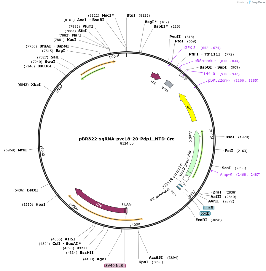 243748-plasmid-map-sequence-id-487001