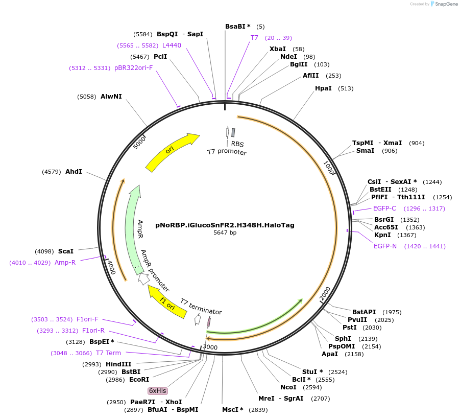 244108-plasmid-map-sequence-id-487004