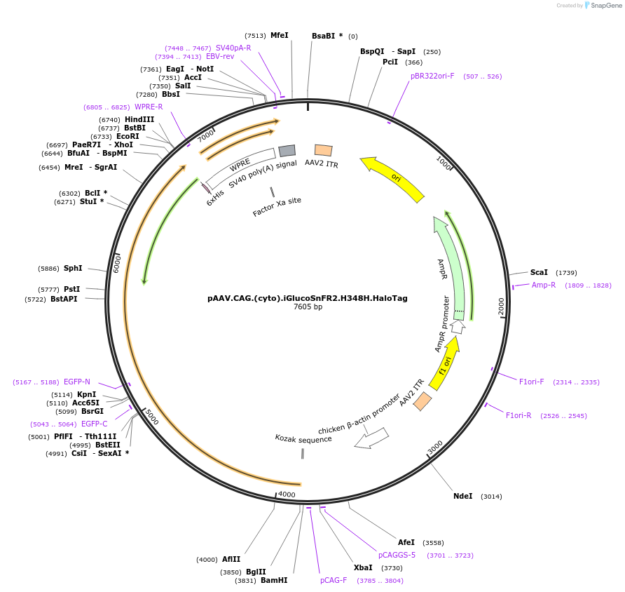 244070-plasmid-map-sequence-id-487009