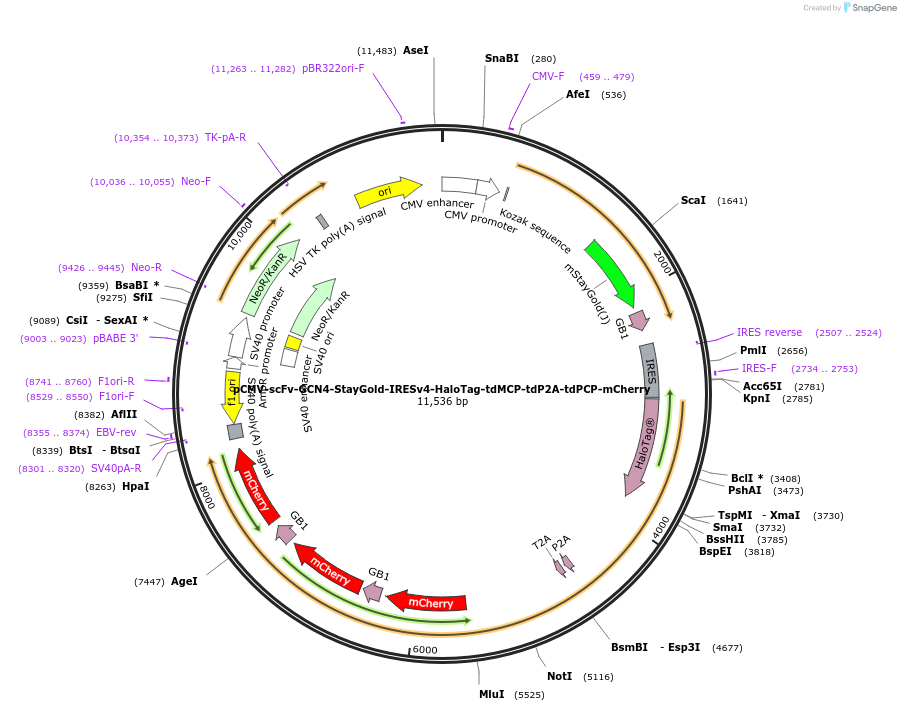 241143-plasmid-map-sequence-id-487014
