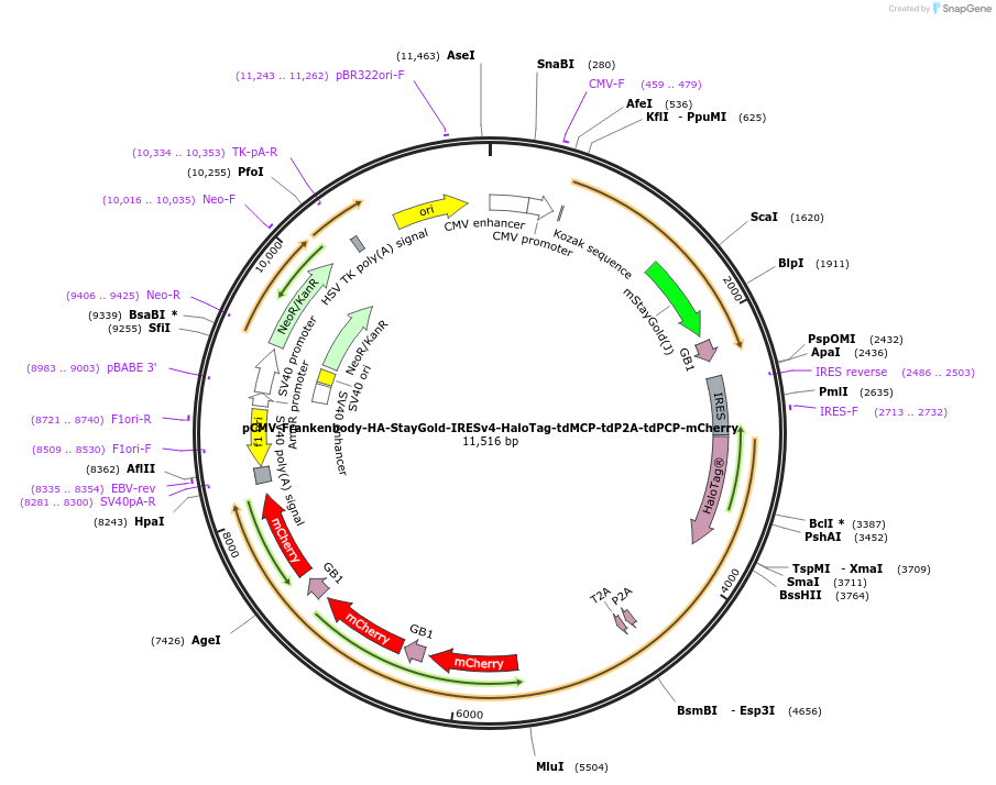 241142-plasmid-map-sequence-id-487015