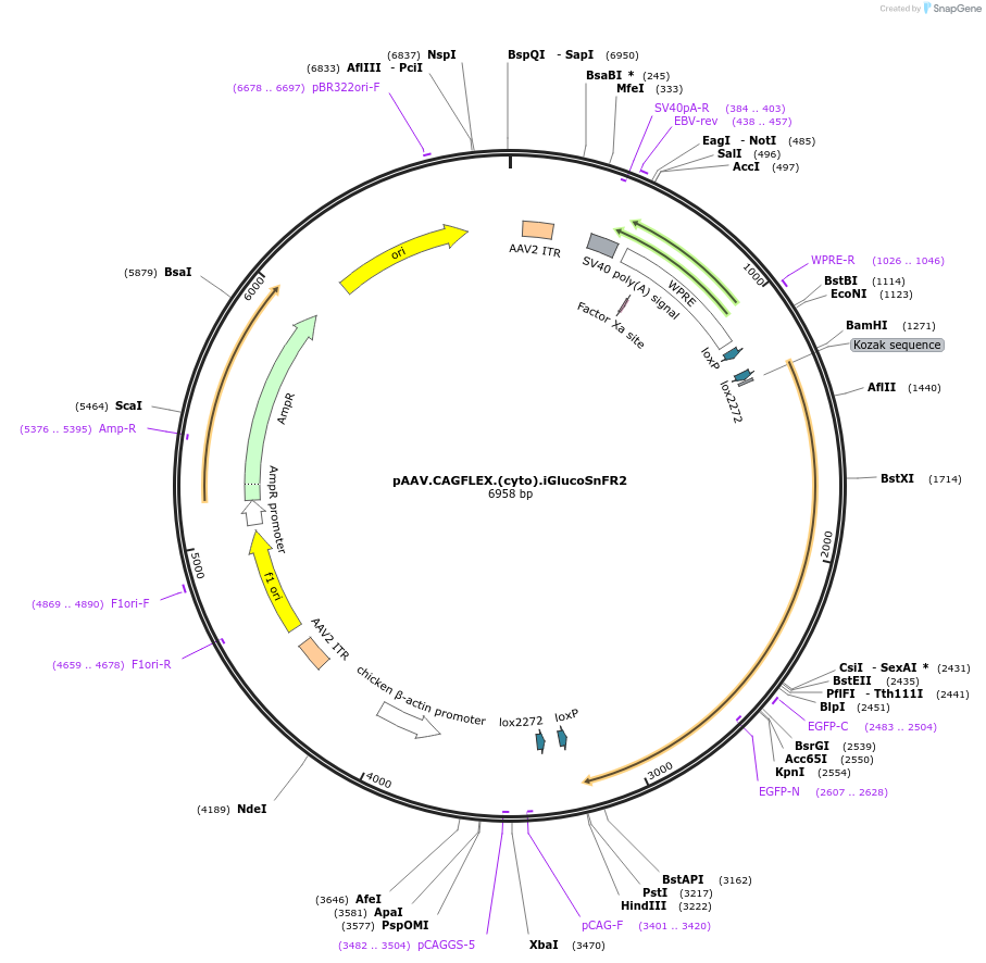 244078-plasmid-map-sequence-id-487020