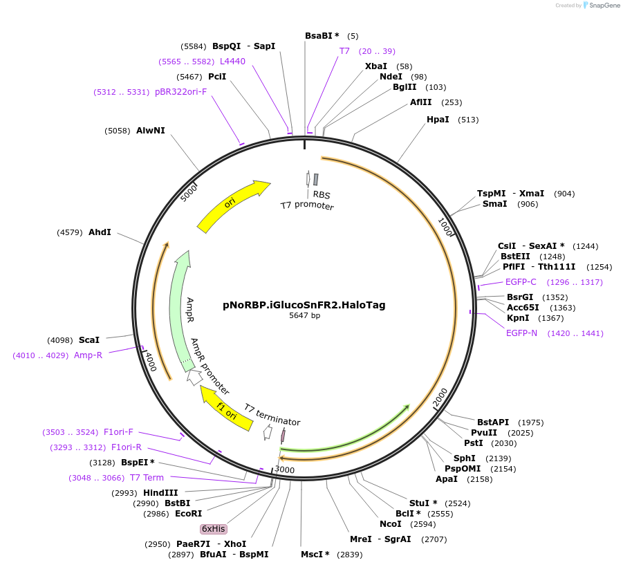 244105-plasmid-map-sequence-id-487027
