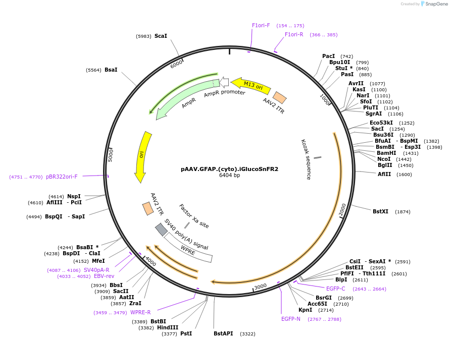 244111-plasmid-map-sequence-id-487028