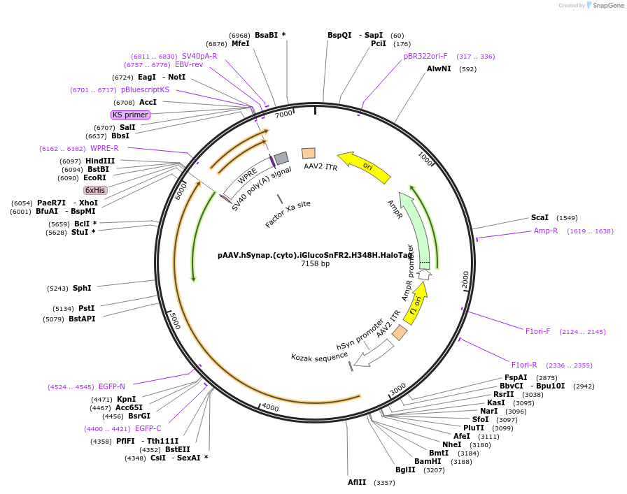 244095-plasmid-map-sequence-id-487063