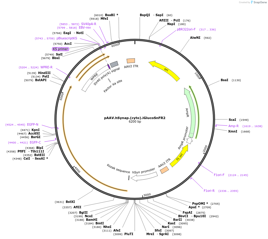 244091-plasmid-map-sequence-id-487085