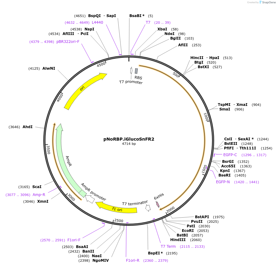 244104-plasmid-map-sequence-id-487090