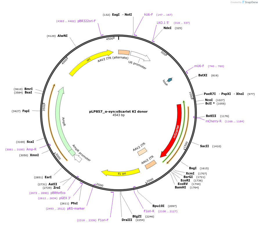 239403-plasmid-map-sequence-id-487109