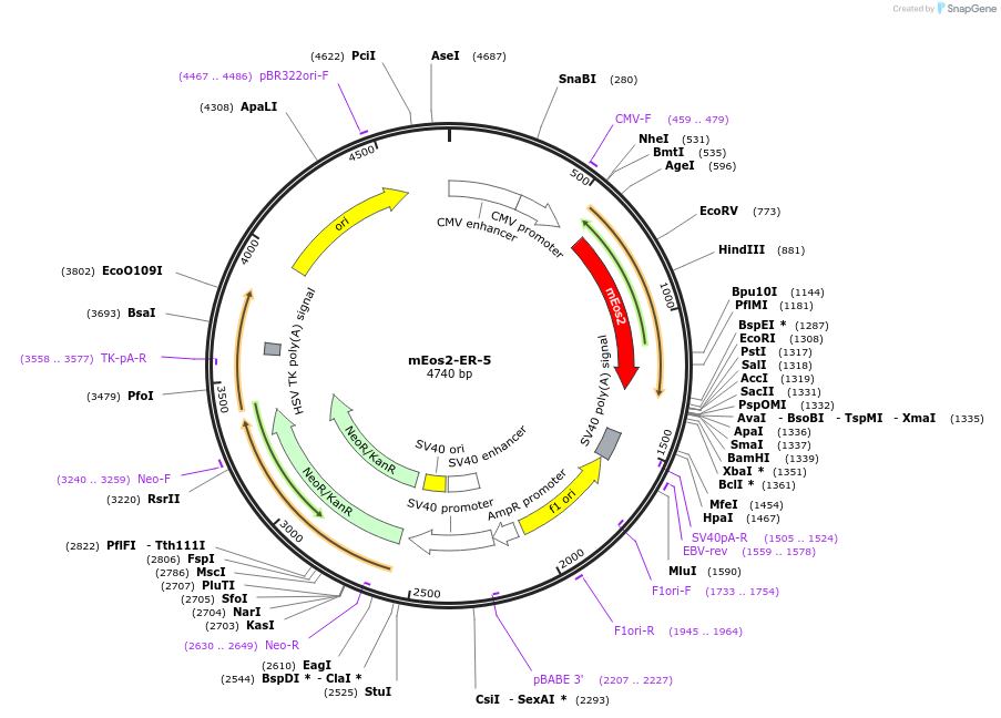 57373-plasmid-map-sequence-id-487122