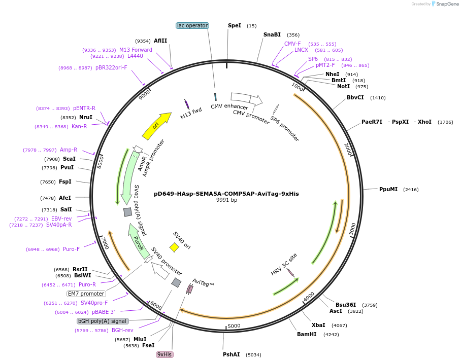 157572-plasmid-map-sequence-id-487152