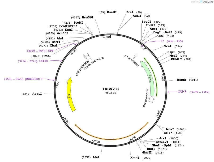 237926-plasmid-map-sequence-id-487160
