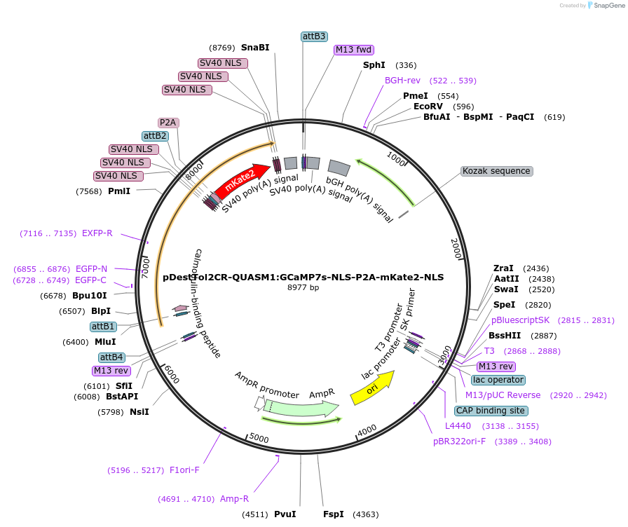 241915-plasmid-map-sequence-id-487161