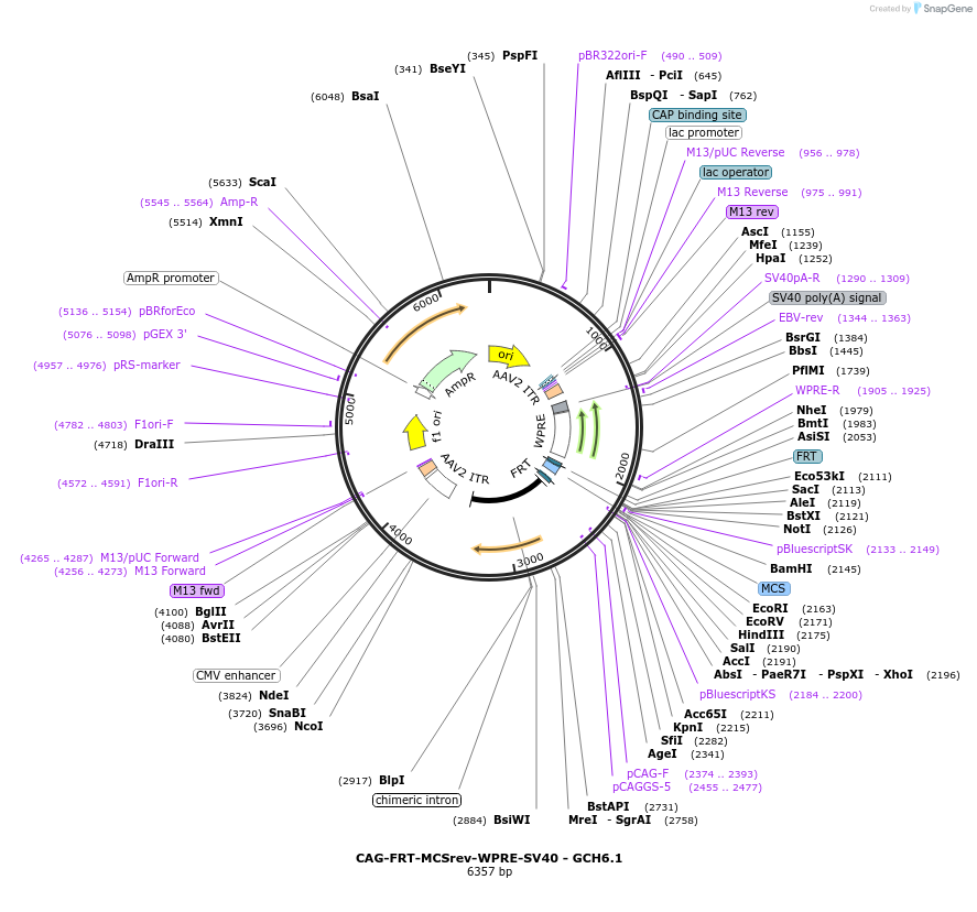 241332-plasmid-map-sequence-id-487174