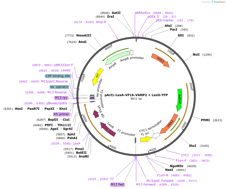 240975-plasmid-map-sequence-id-487177