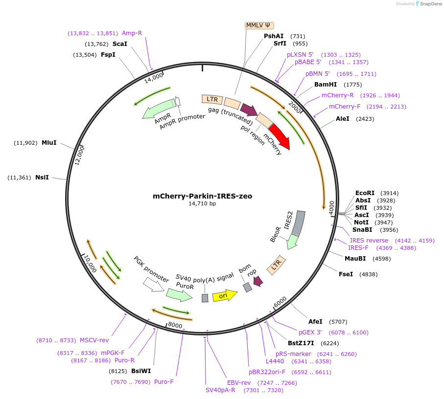 61727-plasmid-map-sequence-id-487188