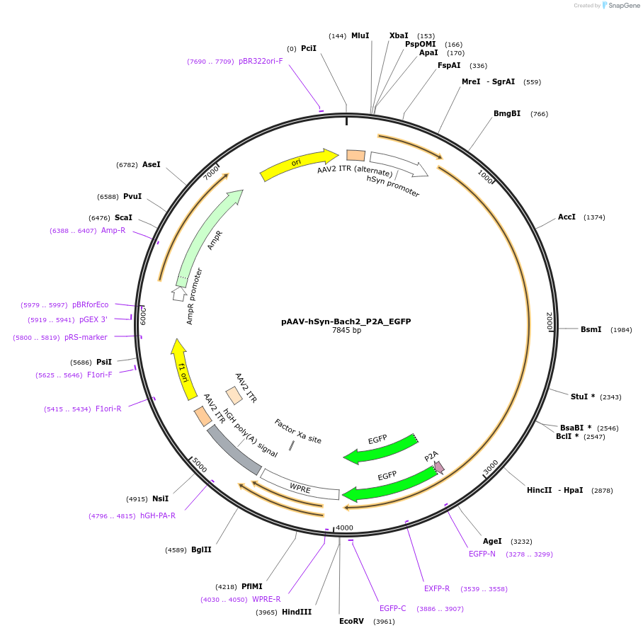 242200-plasmid-map-sequence-id-487215