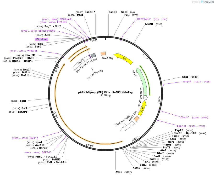 244076-plasmid-map-sequence-id-487229