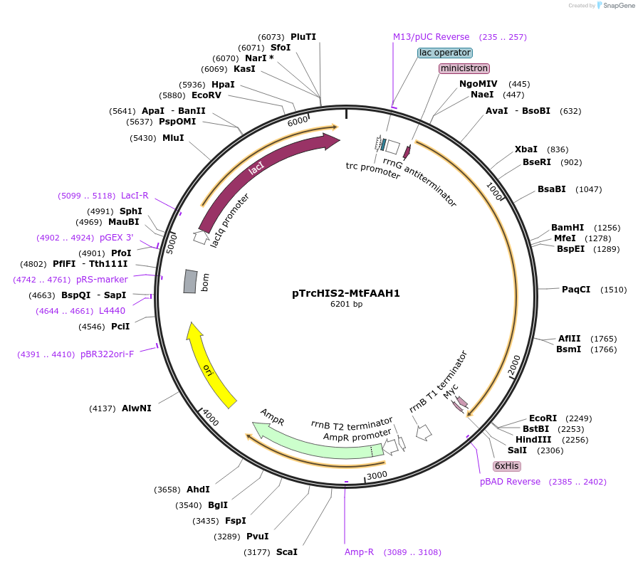 243679-plasmid-map-sequence-id-487231