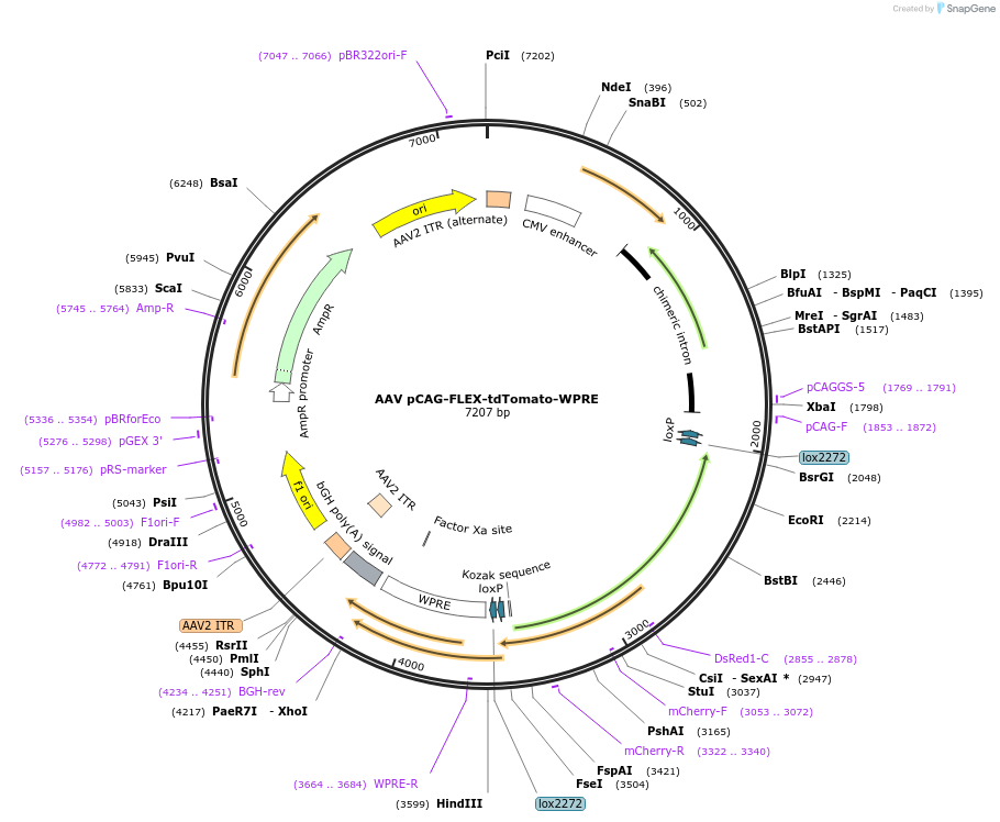 51503-plasmid-map-sequence-id-487260