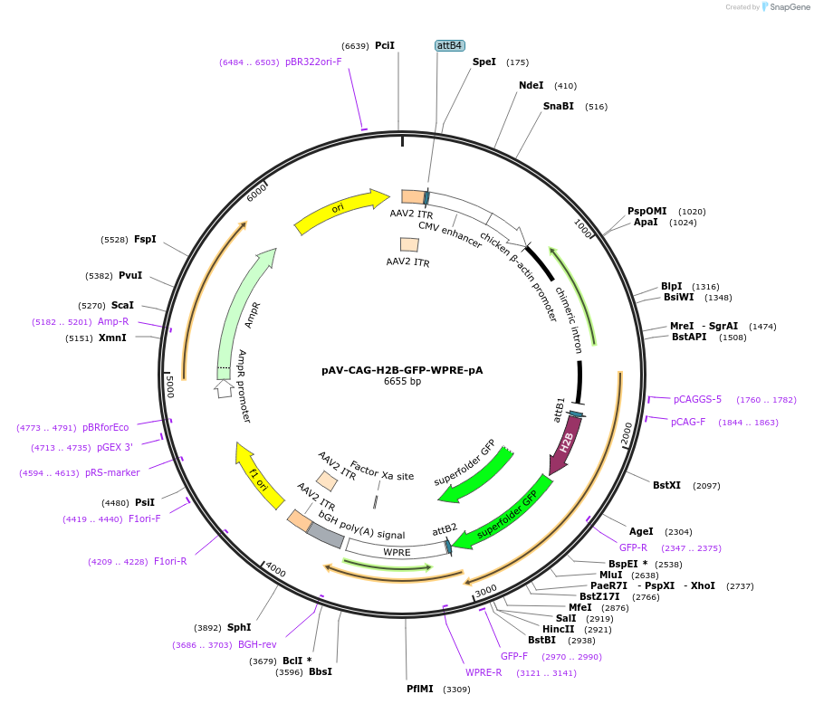 242690-plasmid-map-sequence-id-487264