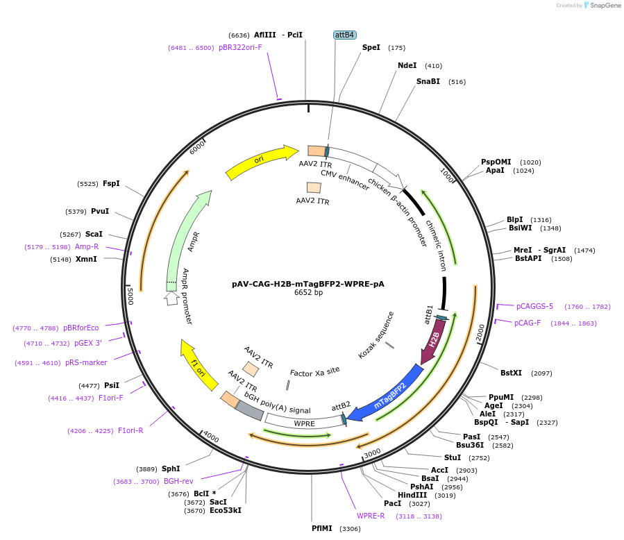 242711-plasmid-map-sequence-id-487265