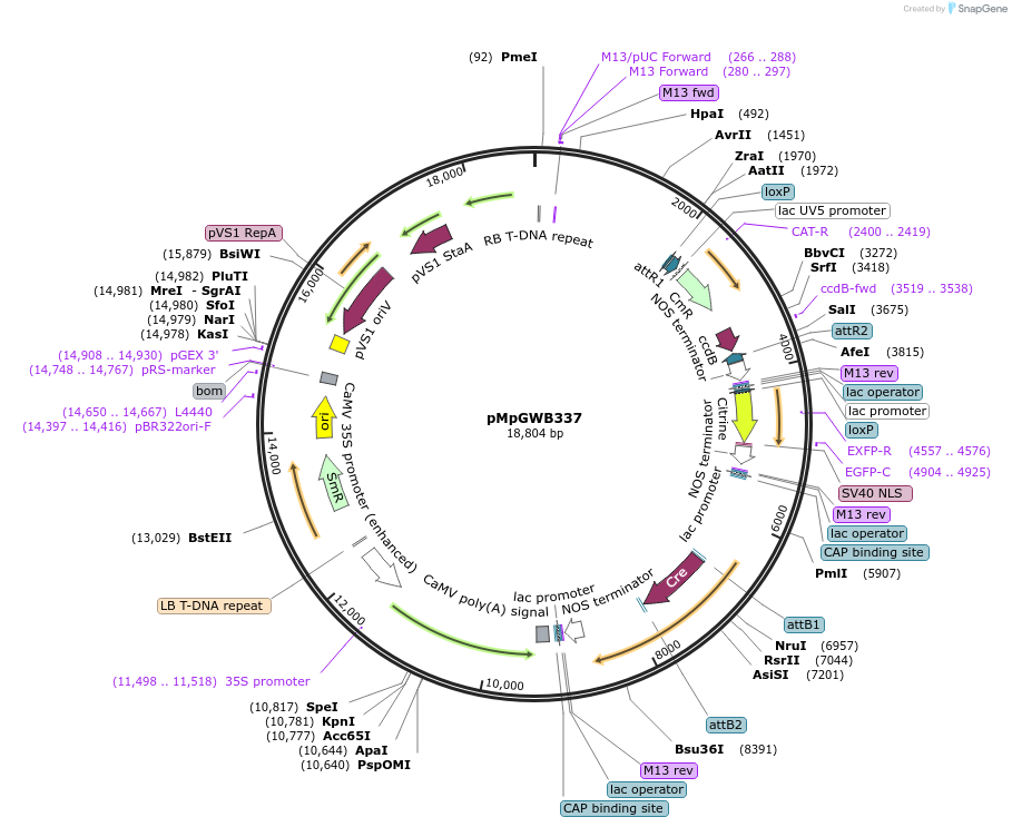 68061-plasmid-map-sequence-id-487277