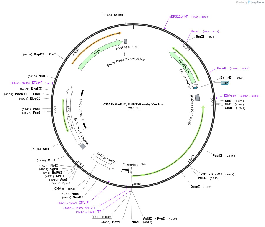 237100-plasmid-map-sequence-id-487373
