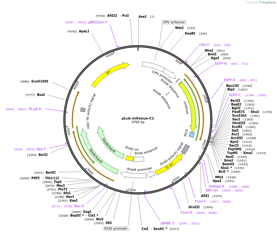 84337-plasmid-map-sequence-id-487377