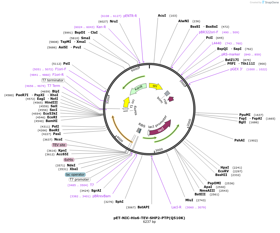 245219-plasmid-map-sequence-id-487445