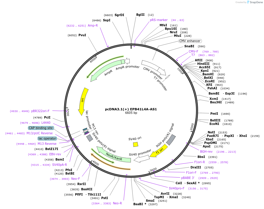 242748-plasmid-map-sequence-id-487456