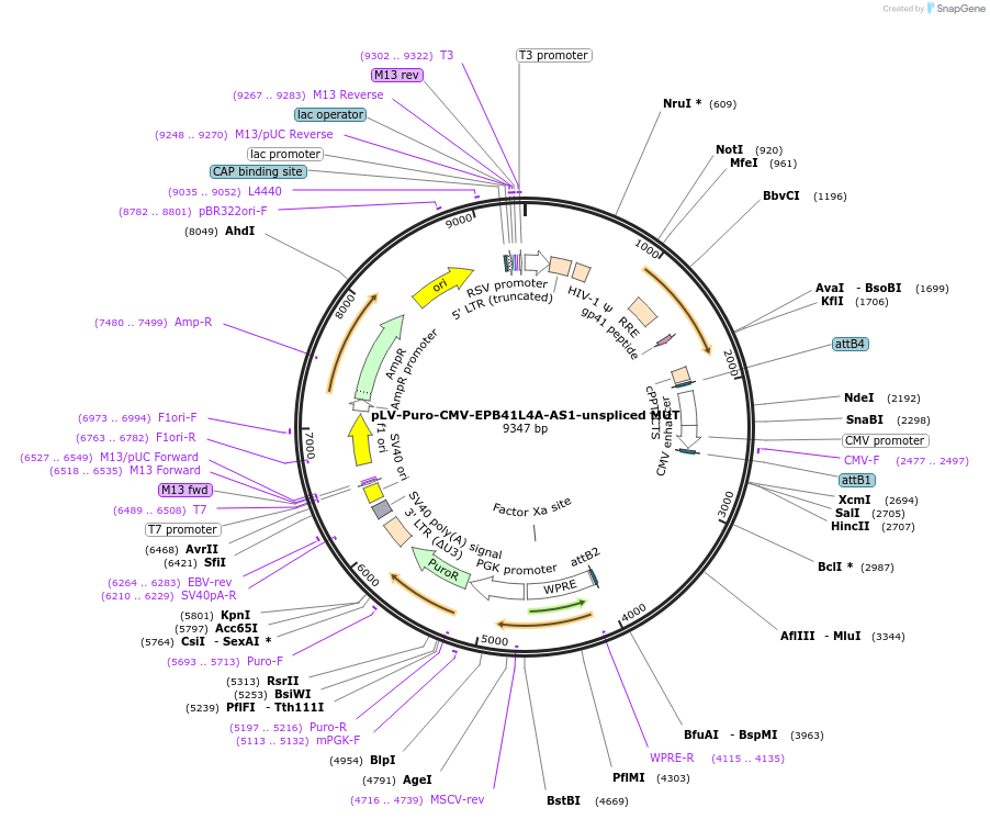 242750-plasmid-map-sequence-id-487457
