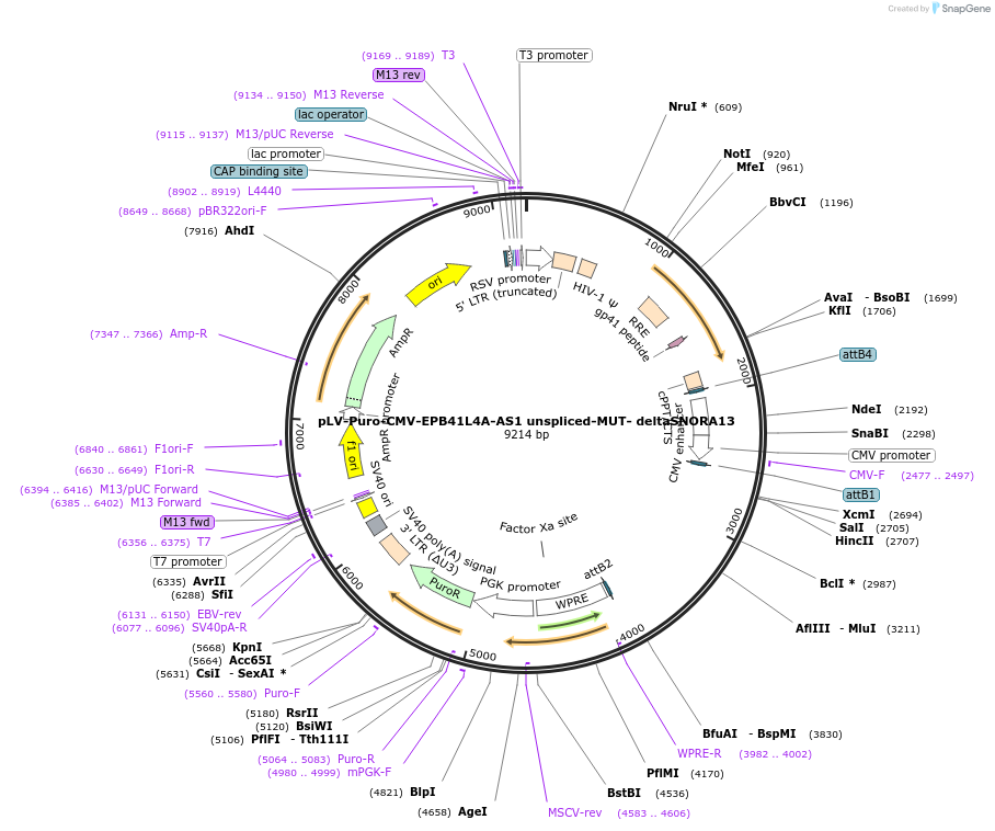 242751-plasmid-map-sequence-id-487458