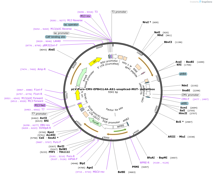 242752-plasmid-map-sequence-id-487459