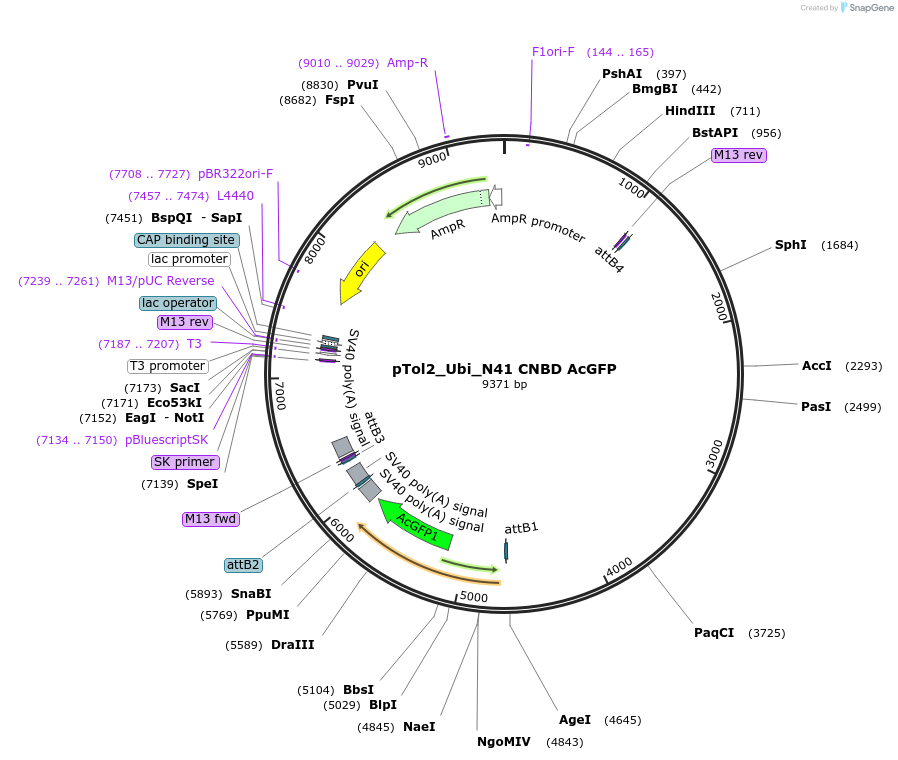 241360-plasmid-map-sequence-id-487461