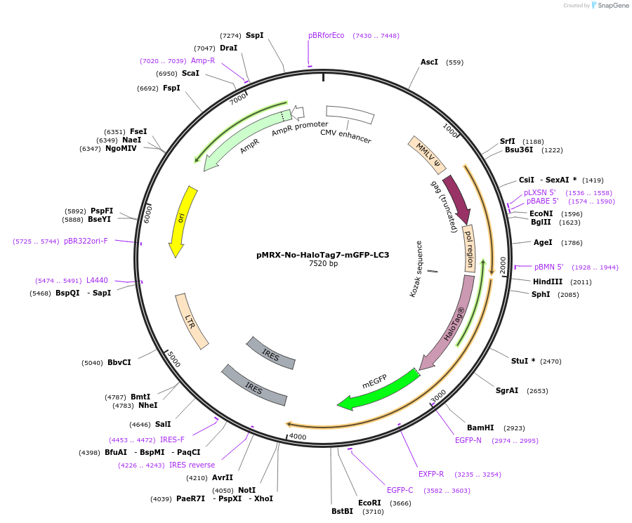 184901-plasmid-map-sequence-id-487475