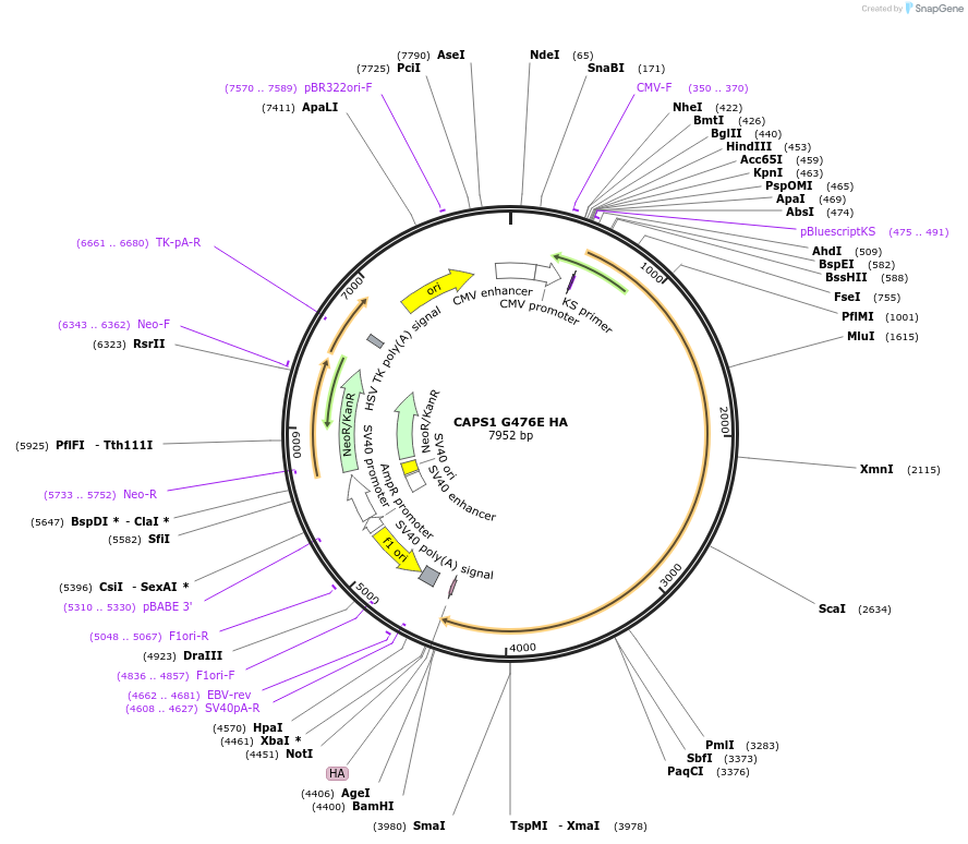 244989-plasmid-map-sequence-id-487491