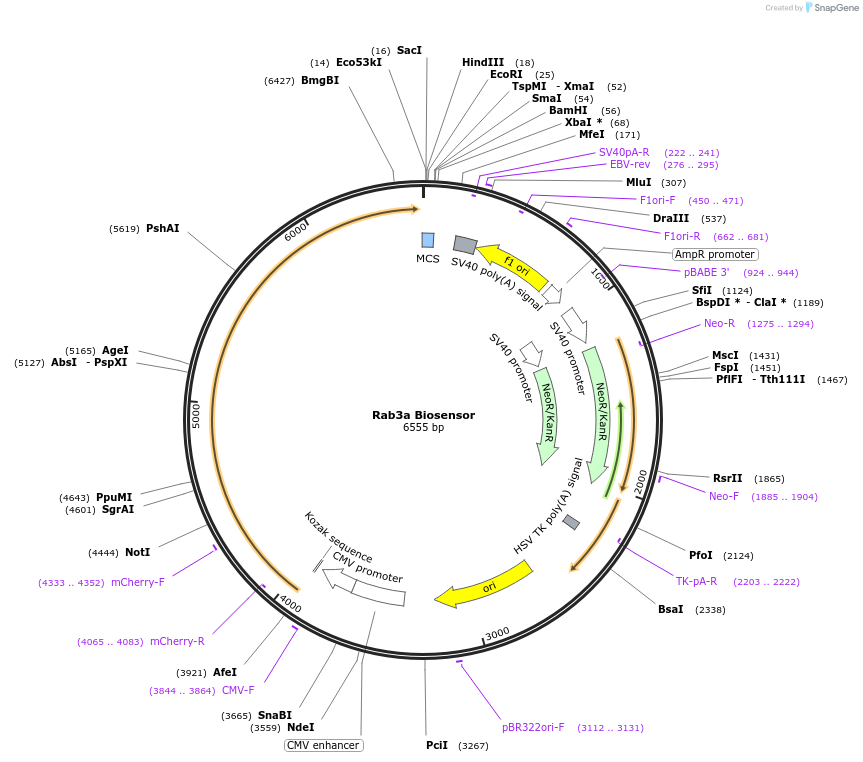 245019-plasmid-map-sequence-id-487493