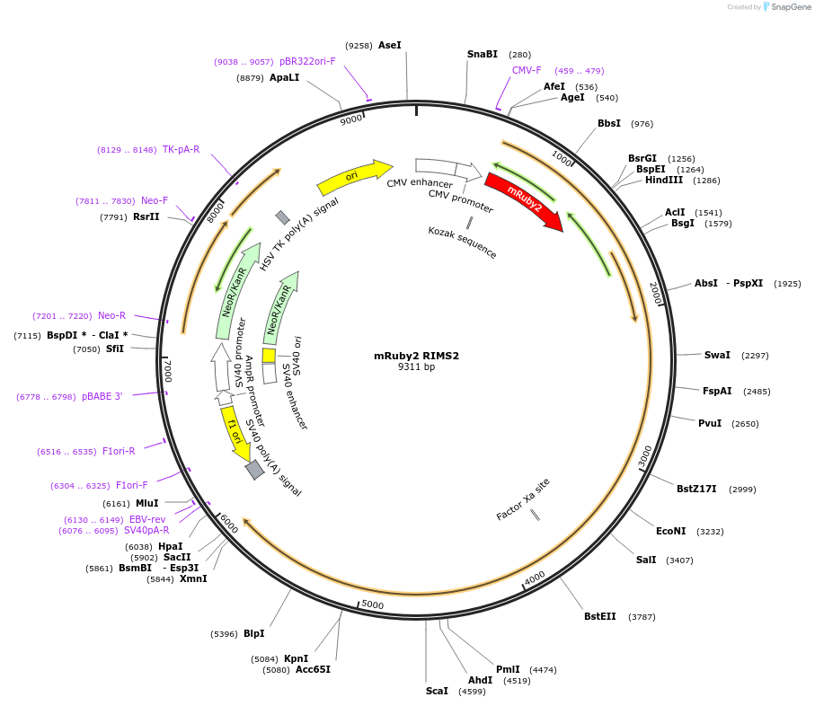 245059-plasmid-map-sequence-id-487494