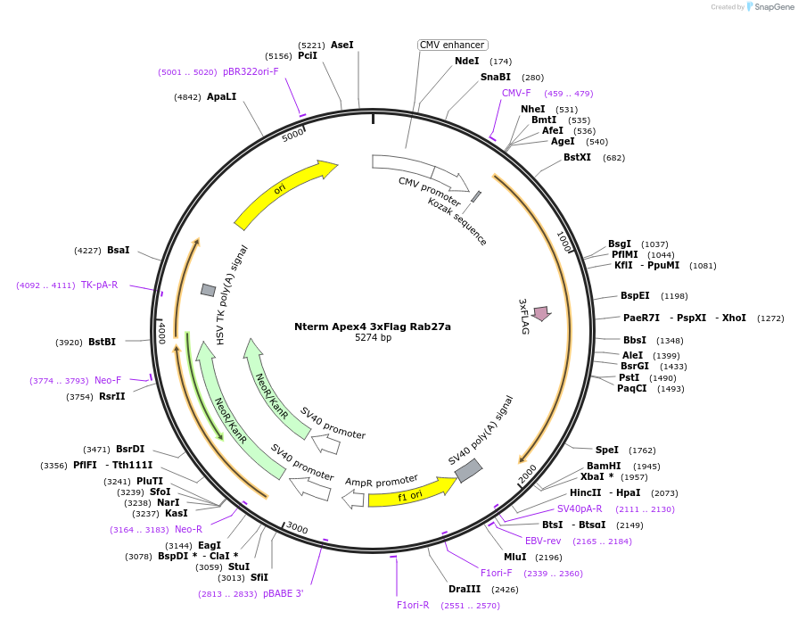 245026-plasmid-map-sequence-id-487506