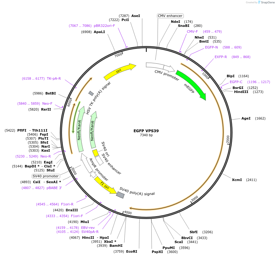 245031-plasmid-map-sequence-id-487509