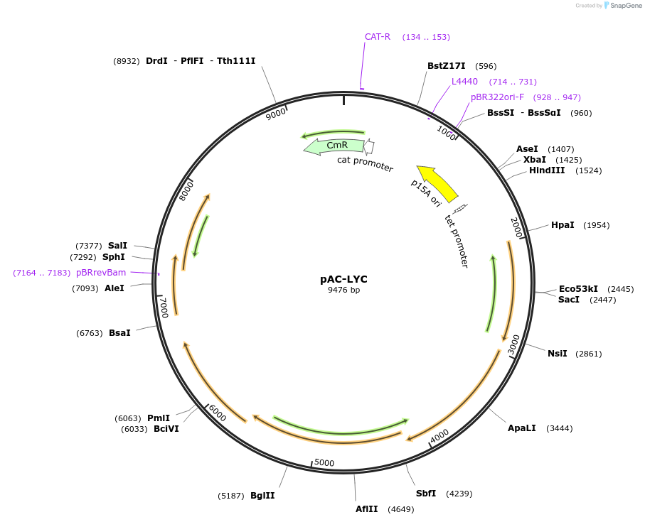 53270-plasmid-map-sequence-id-487542