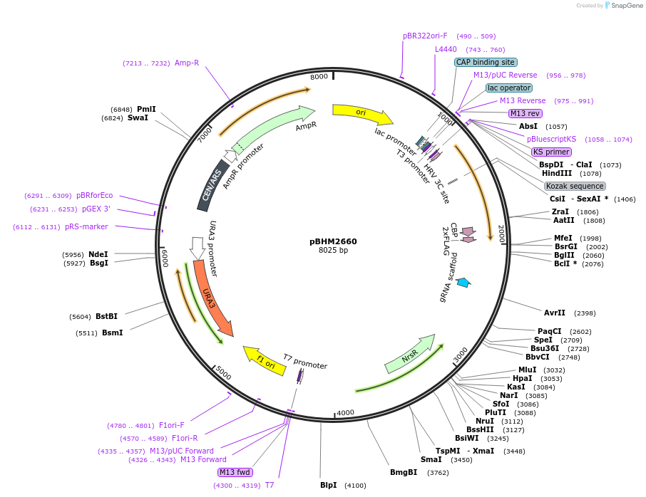 234499-plasmid-map-sequence-id-487554